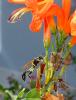 Sceliphron sp.